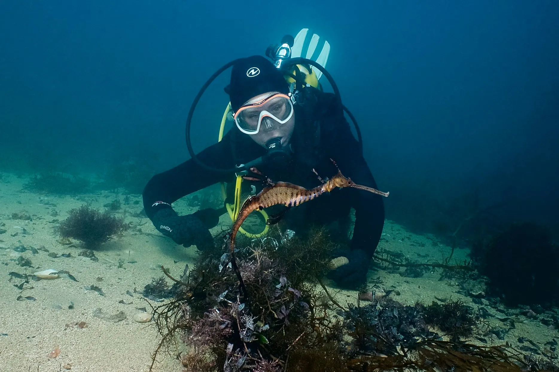 A diver watching a weedy seadragon on the seabed
